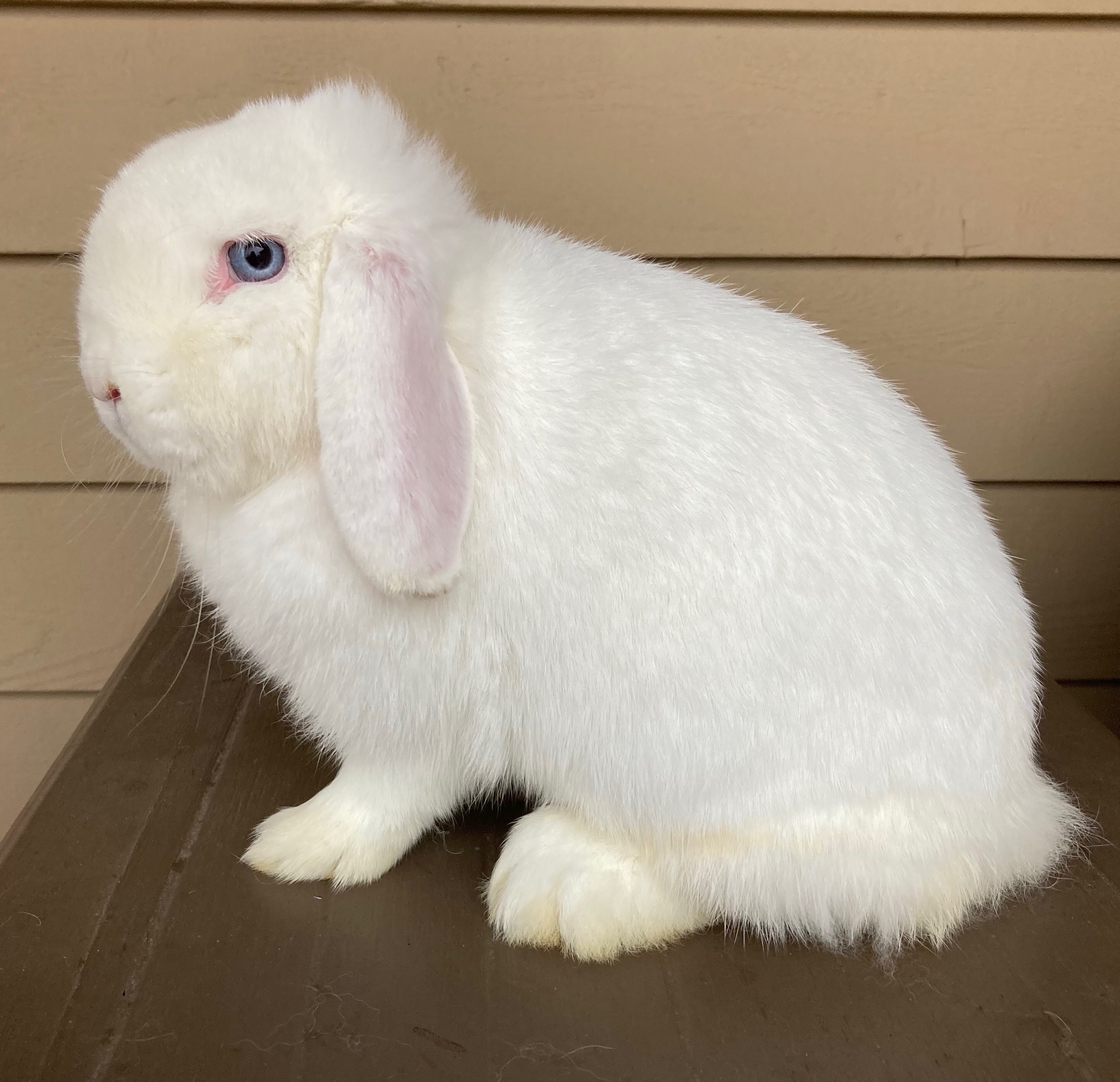 Blue Eyed White Holland Lop Ruby Eyed Blue Eyed White Mini Lop